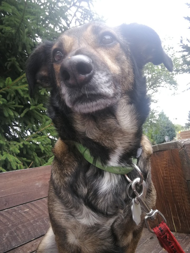 Still the cute dog