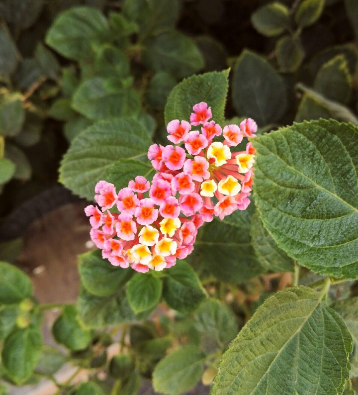 Summer colours