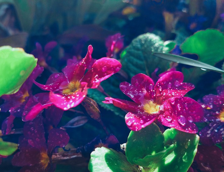 flowers2