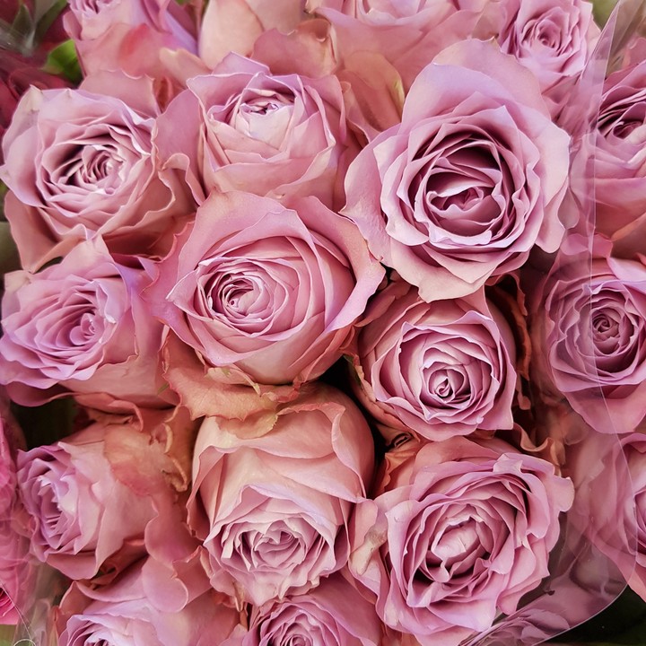 rose