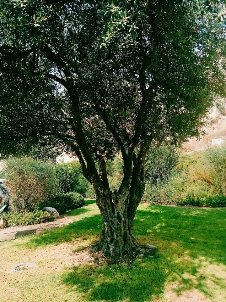 olive tree