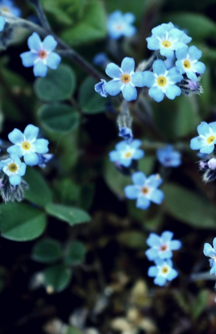 Lil blue flowers