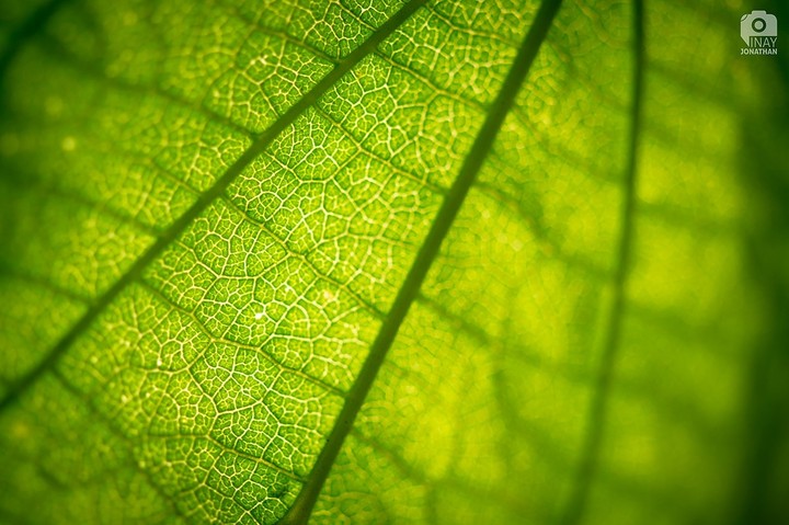 Nature Patterns