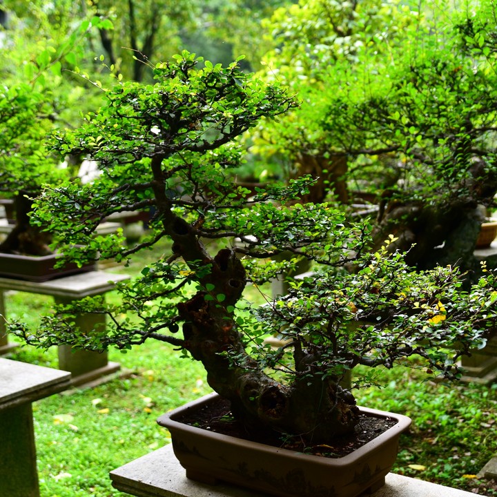 bonsai