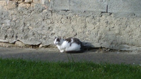 Le plus beau chat de la Terre