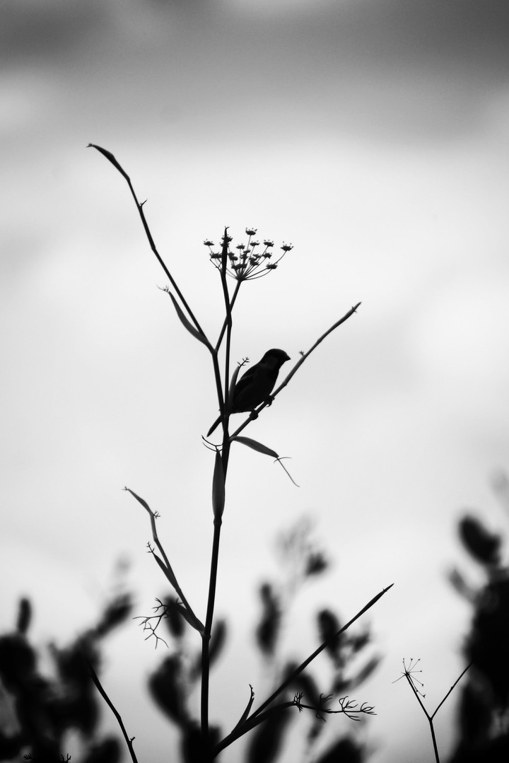 bird