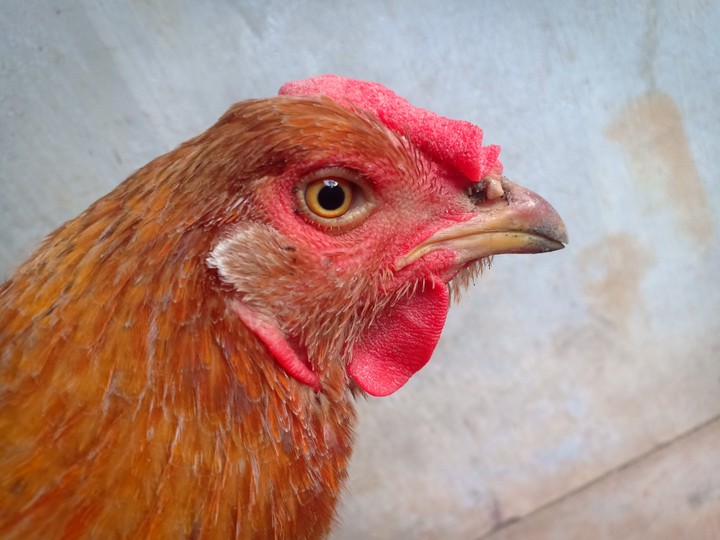 Hen