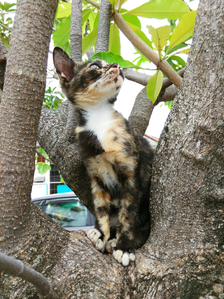 Cat on the tree