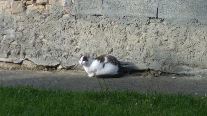 Le plus beau chat de la Terre