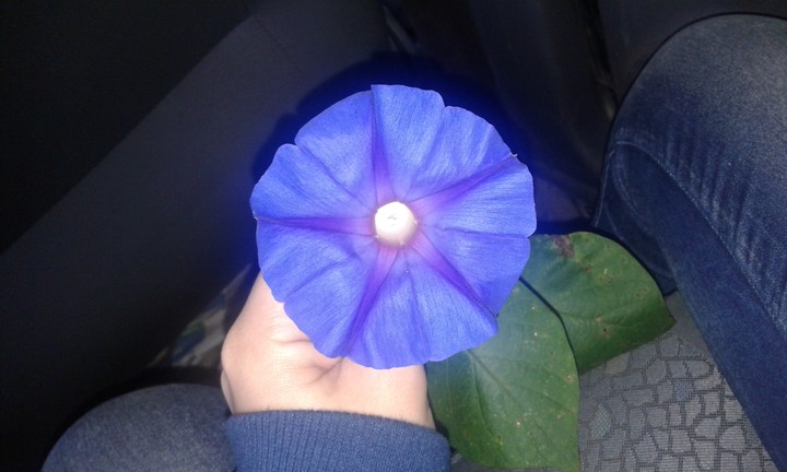 Beach flower purple