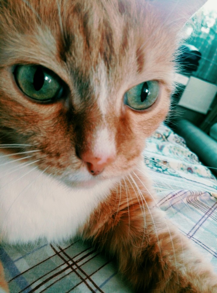 #макс#кот#царь#нвкз