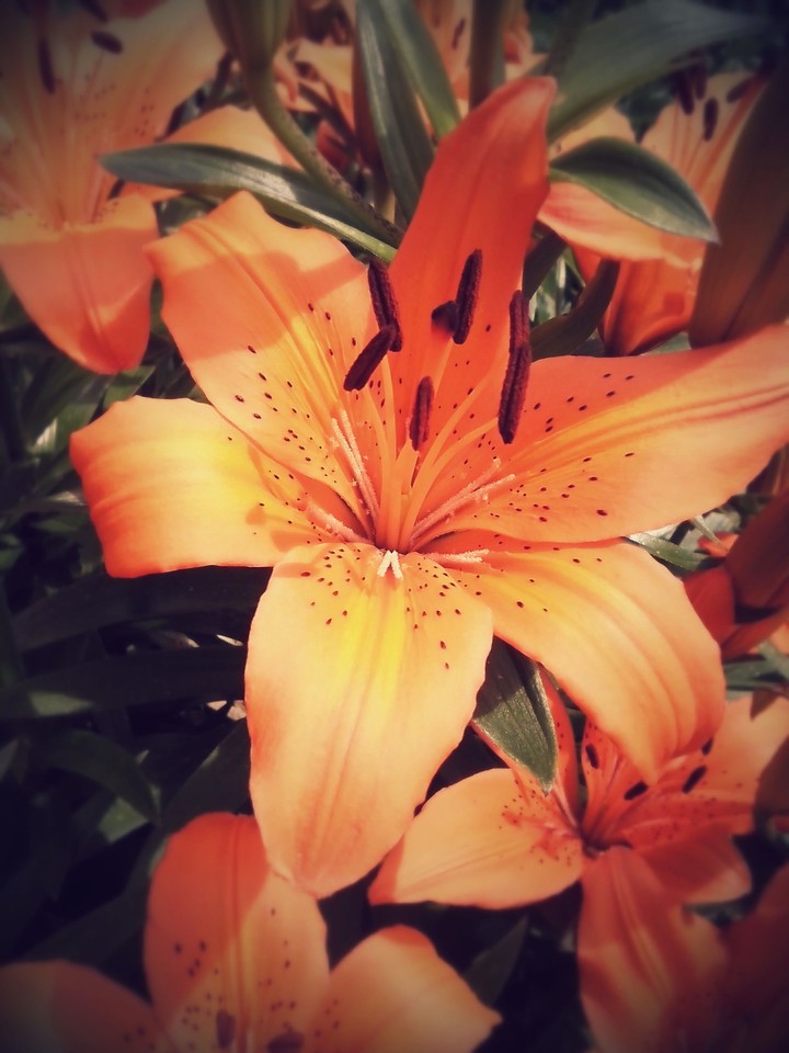 Lily