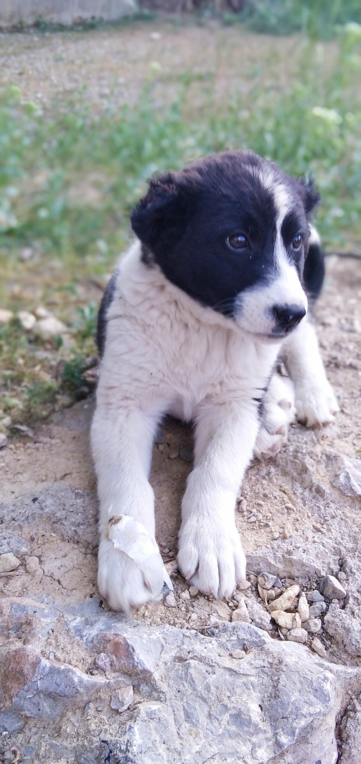 Cute puppy