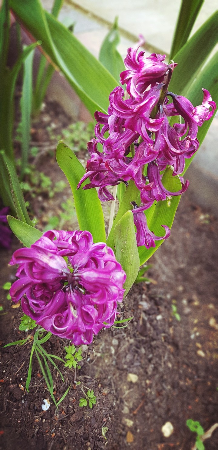 spring bloom