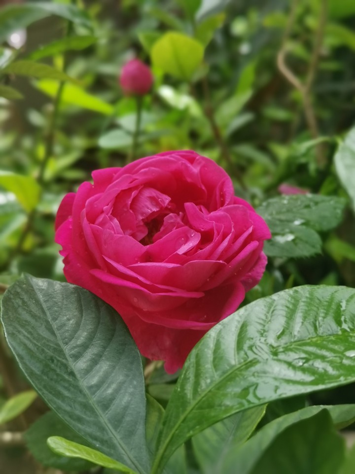 Rose