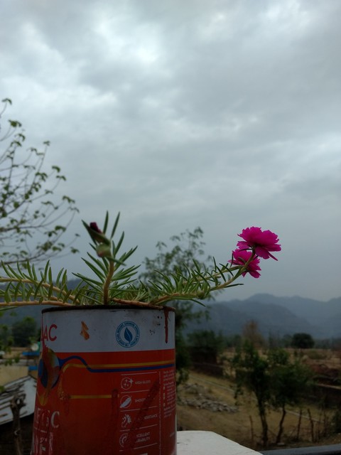 little flower