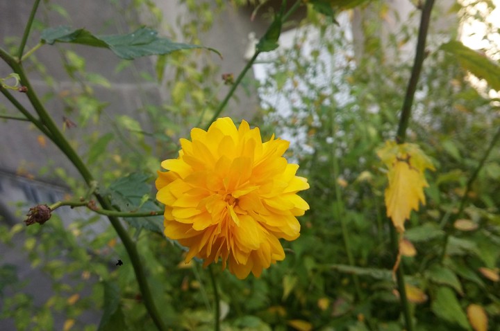 Power of yellow magical flower.