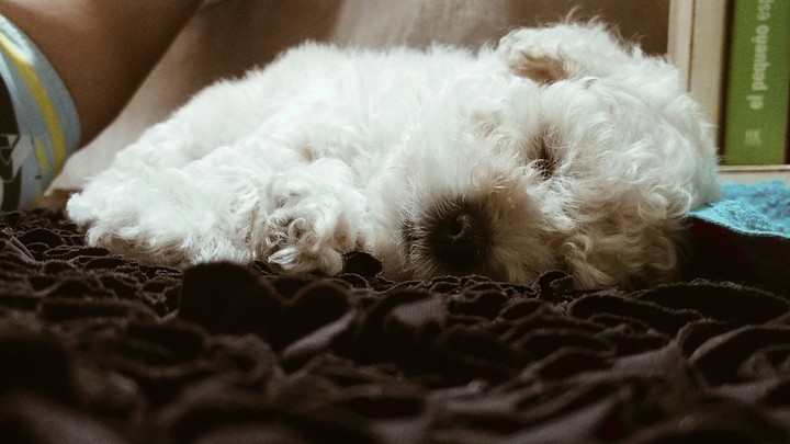 Cute dog
