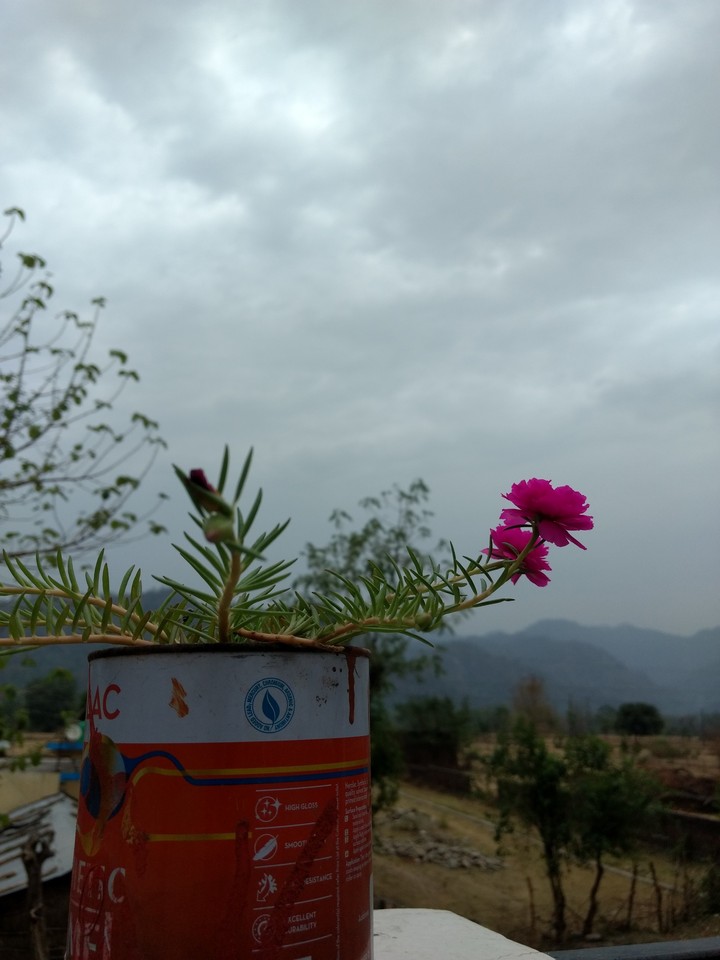little flower