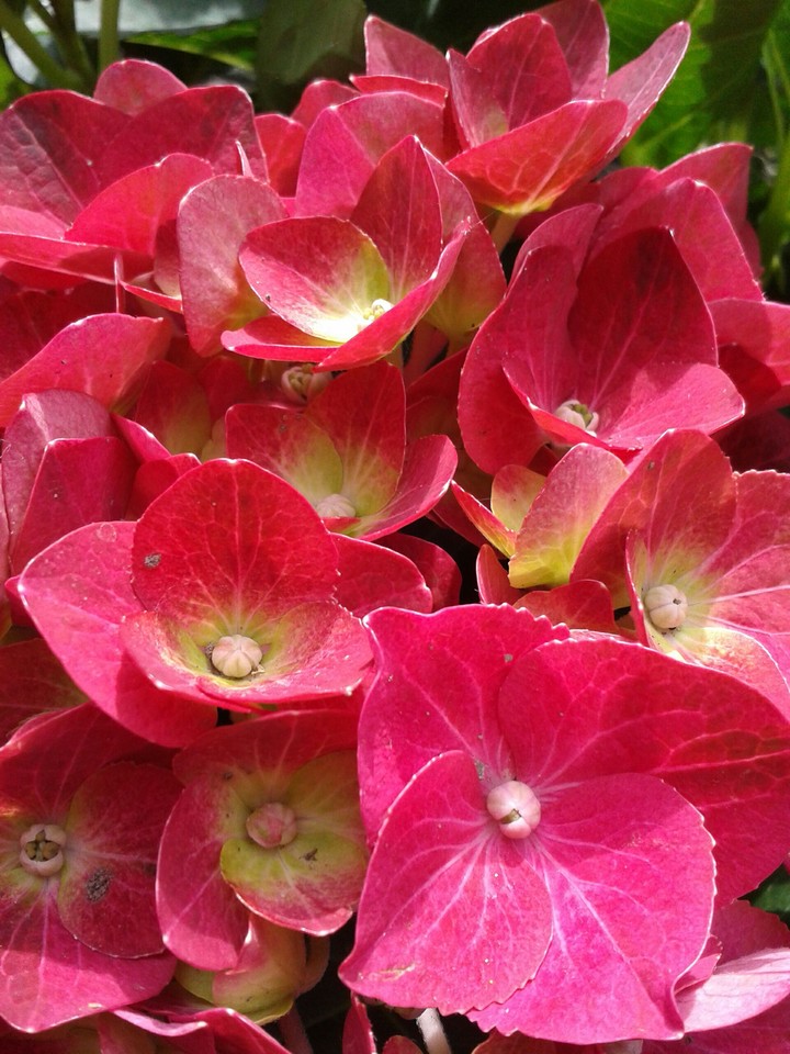 Blume