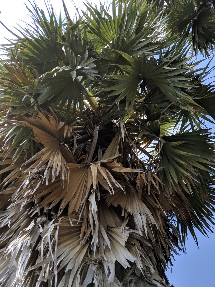 palm