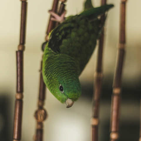 papéis de parede beak, fauna