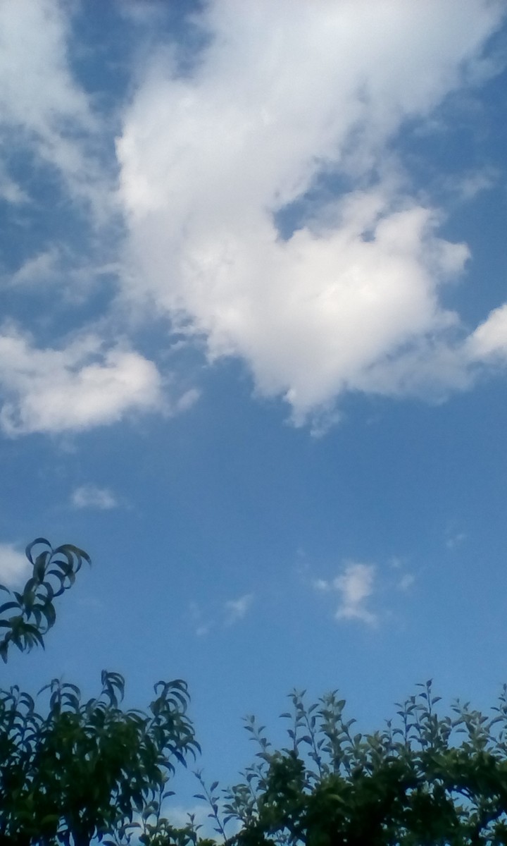 sky over trees