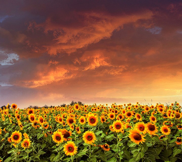 sunflower