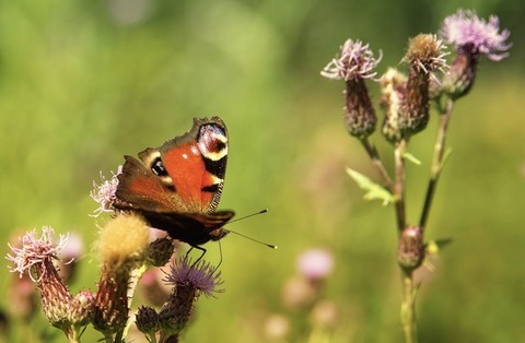 organism, butterfly wallpapers