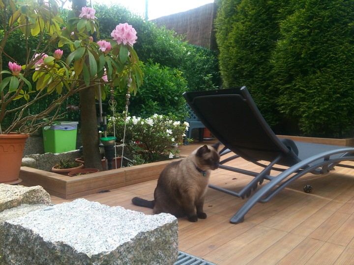 Jazz my cat