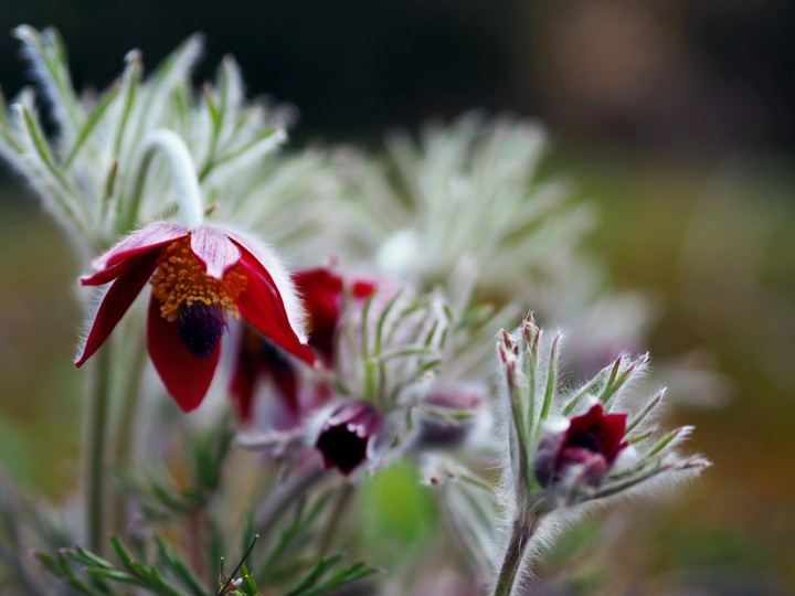 Okina grass