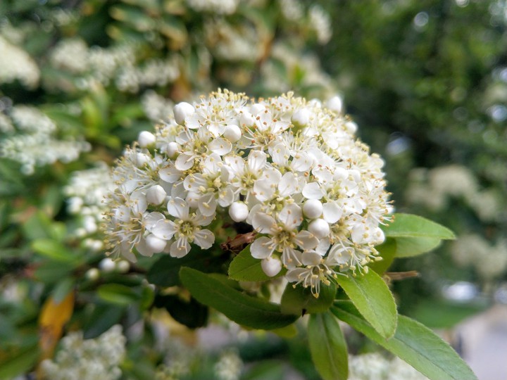 Pyracantha coccinea ?