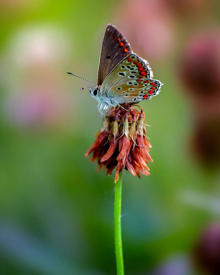 beautiful butterfly on flower