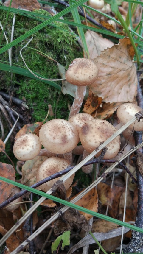 honey mushrooms