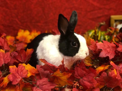 bunny