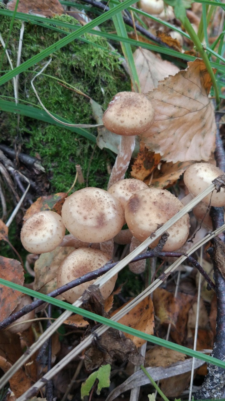 honey mushrooms