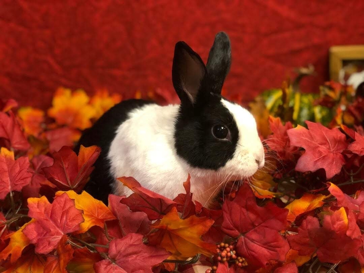 bunny