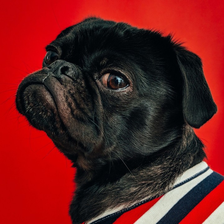 red dog..