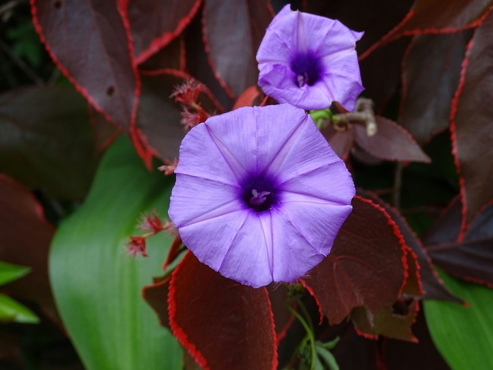 Violets, Yercaud garden