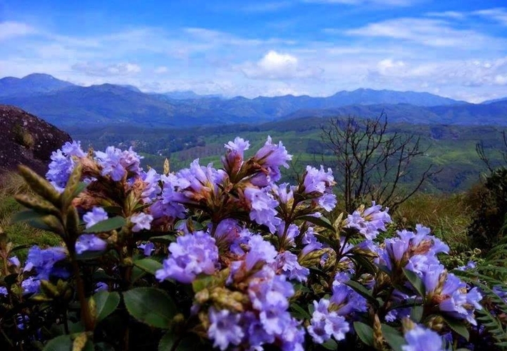 Strobilanthes kunthiana