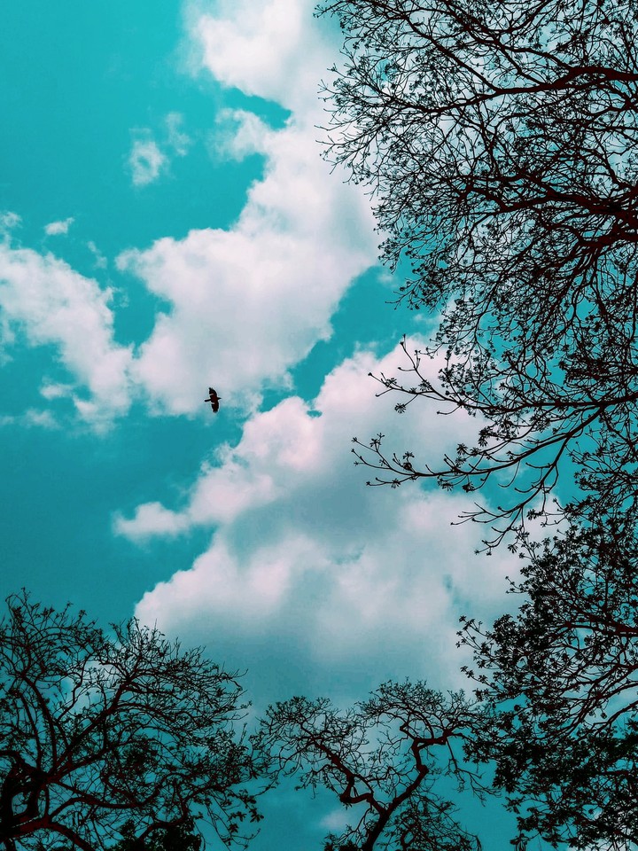 Sky