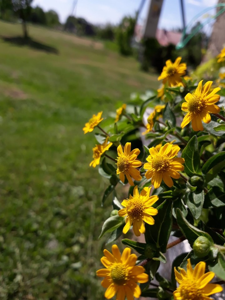 #flower