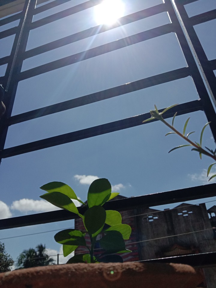 bright sunshine