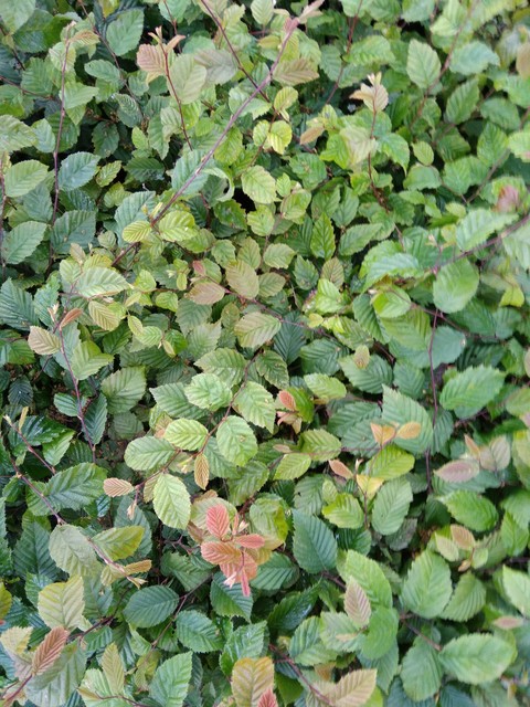 flower, shrub桌布