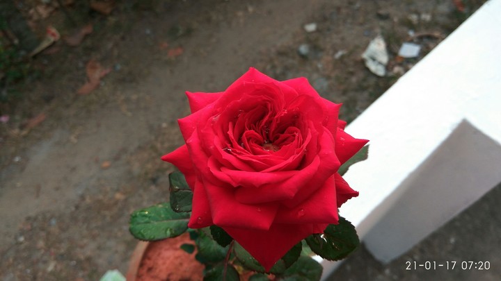 flower