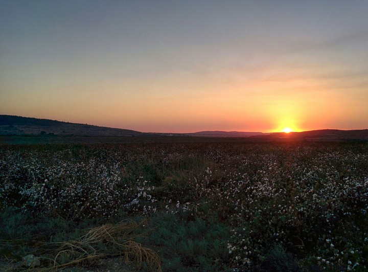 Cotton field
