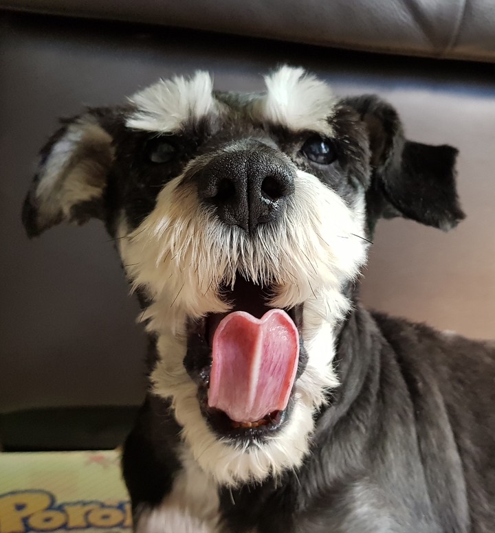 puppy
