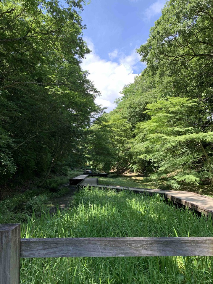Forest road