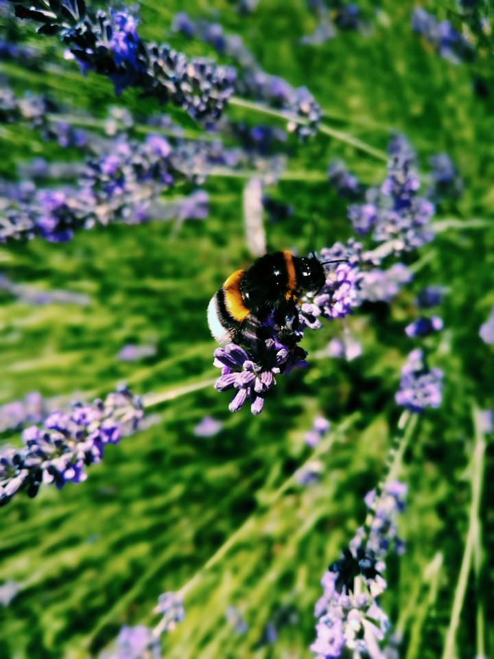 Lavender