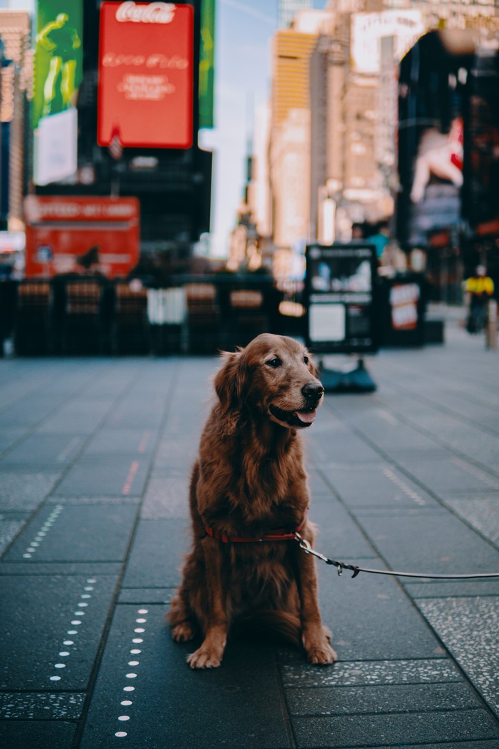 Doggie
